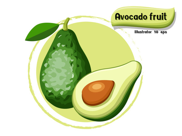 Avocado fruit illustration vector  