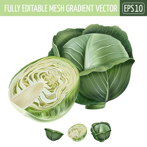 Cabbage realistic vectors  