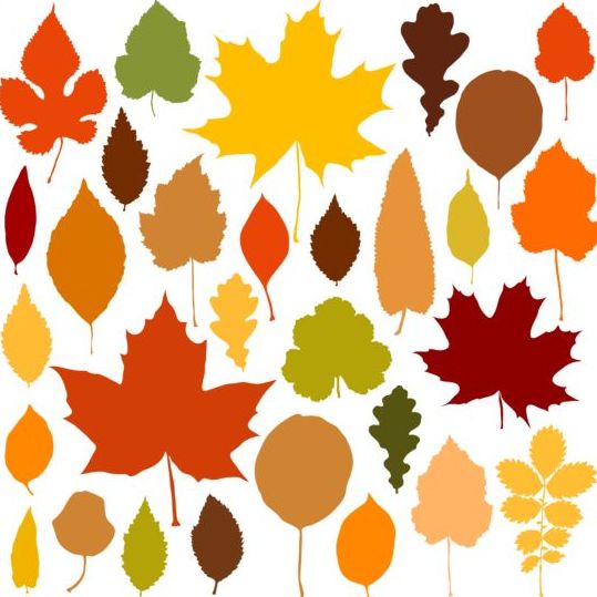 Colorful autumn leaves vectors 02  
