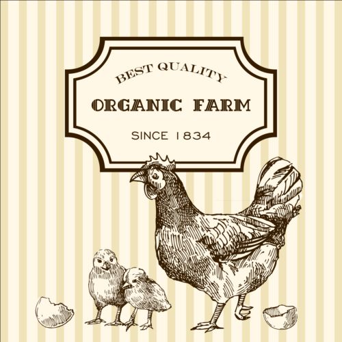 Hand drawn chicken eggs poster vector 02  