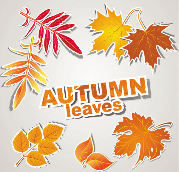 autumn leaves design elements vector  