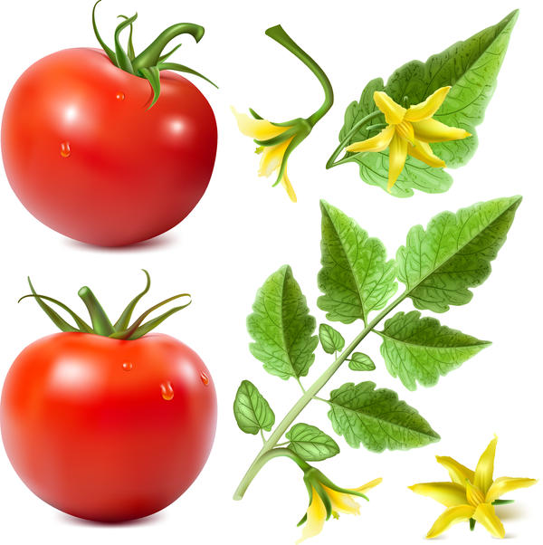 Realistische Tomate mit Tomate Blume Vektor 02  