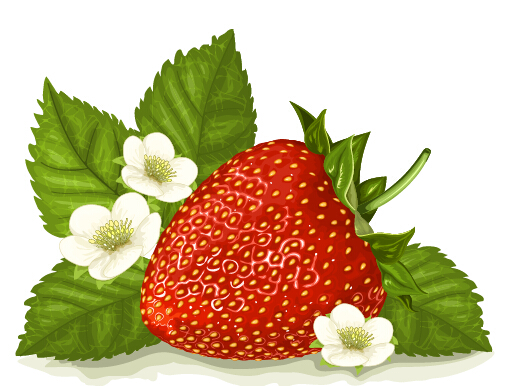 Strawberry with white flower vector  
