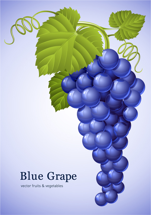 Vector Juicy grapes design graphic set 03  