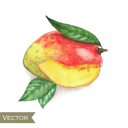 Aquarel fruit design vector 03  