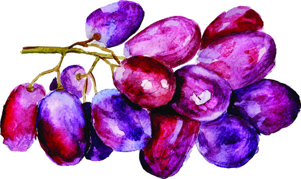 Watercolor grapes vector material  