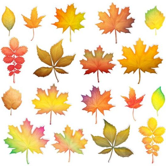 Colorful autumn leaves vectors 01  