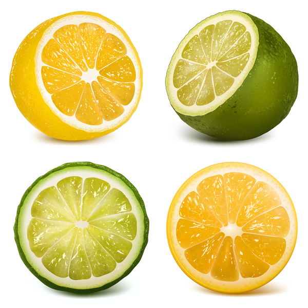 Grün mit orange Zitrusfruchtvektor  
