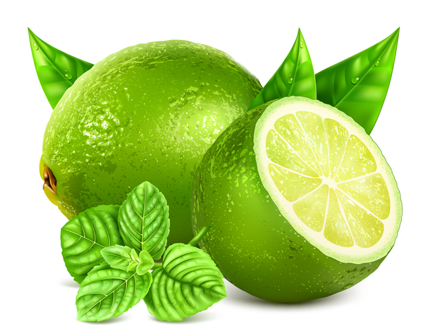 Vecteur d'illustration de citrus vert réaliste 01  