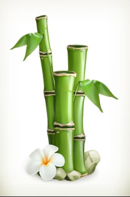 Bambus mit weißem Blumenvektor  