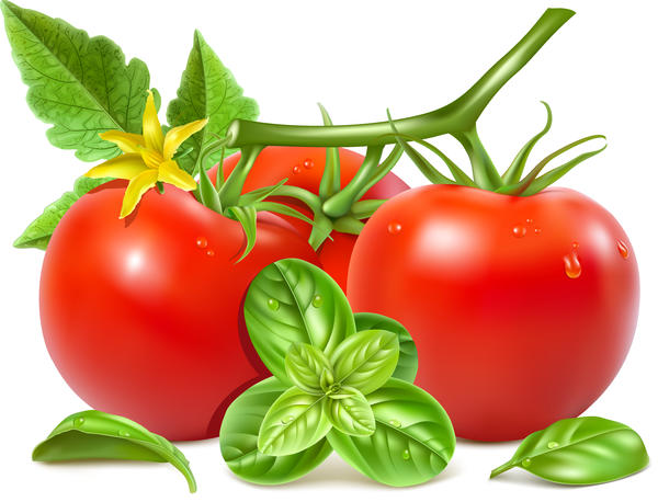Realistische Tomate mit Tomate Blume Vektor 01  
