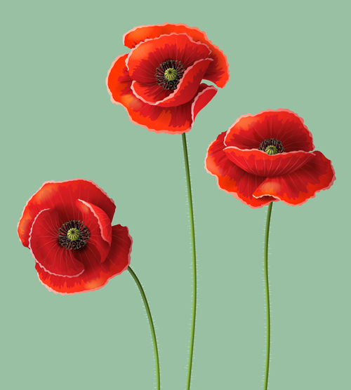 Red poppy design vector graphics  