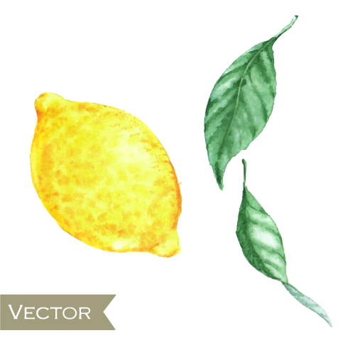 Akvarell frukt design vektor 01  