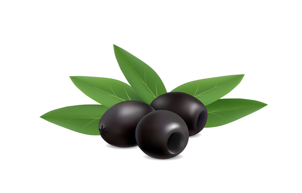Abbildung von schwarzen Oliven auf weißem Hintergrund Vektor  