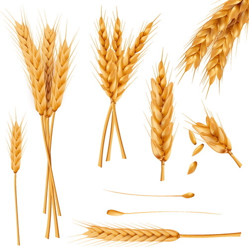 matériel de vecteur d'illustration de blé 02  