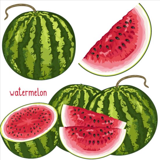 Frisches Wassermelon Vektormaterial 01  