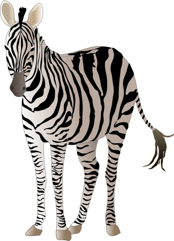 Realistic zebra vector free material  