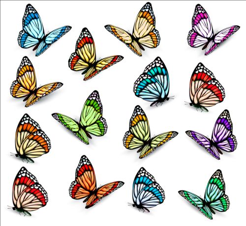 Colorful butterflies illustration vector collection 07  