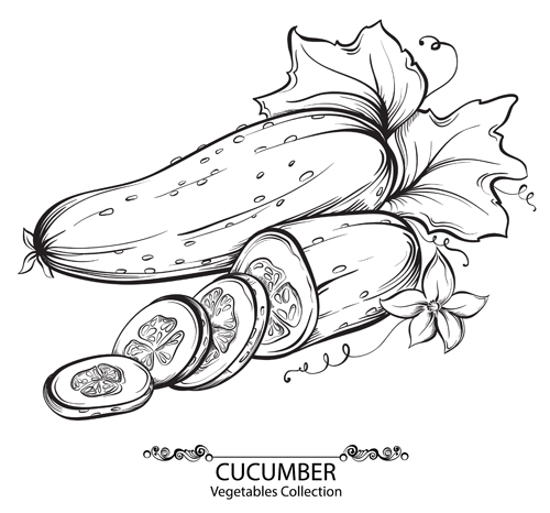 Hand drawn cucumber vegetables vector material  