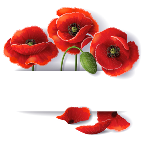 Red poppy with white background vector 01  