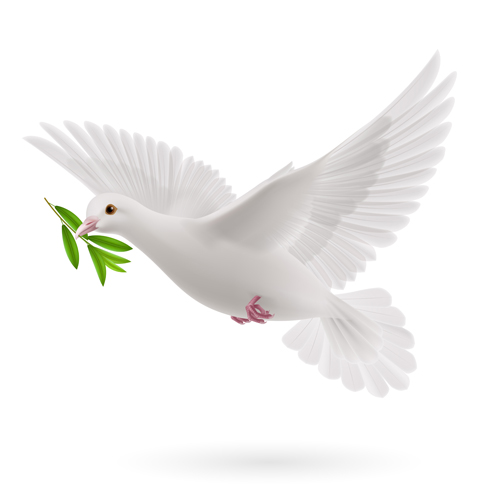 White pigeon realistic vector design 05  