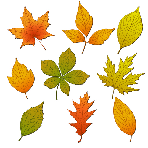 Bright autumn leaves vector backgrounds 01  