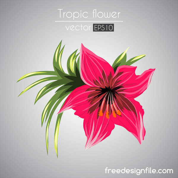 Tropical flower with leaves vector  