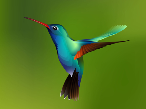 Watercolor hummingbird vector  
