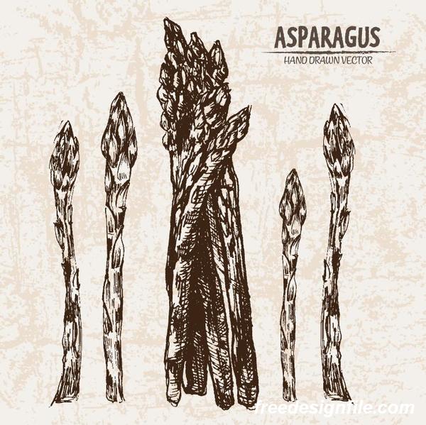 asparagus hand drawing retor vector 02  