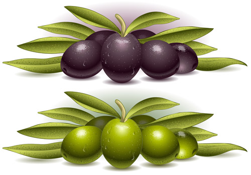 Delicate olives vector design material 05  