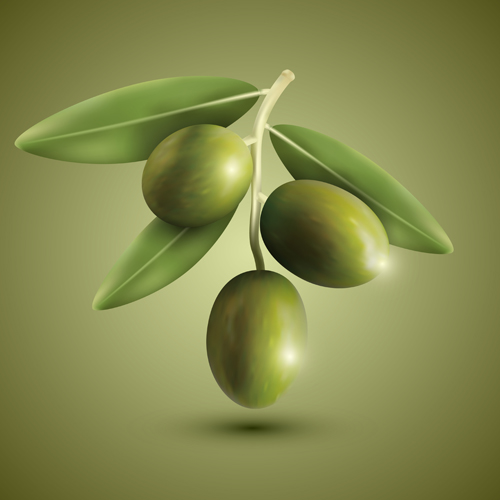 Green olives vector material  