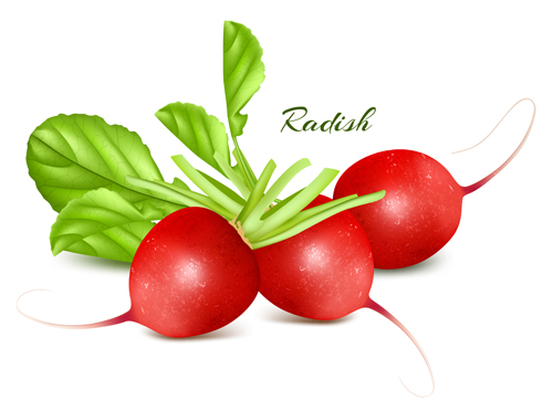 Radish with leaves vector  