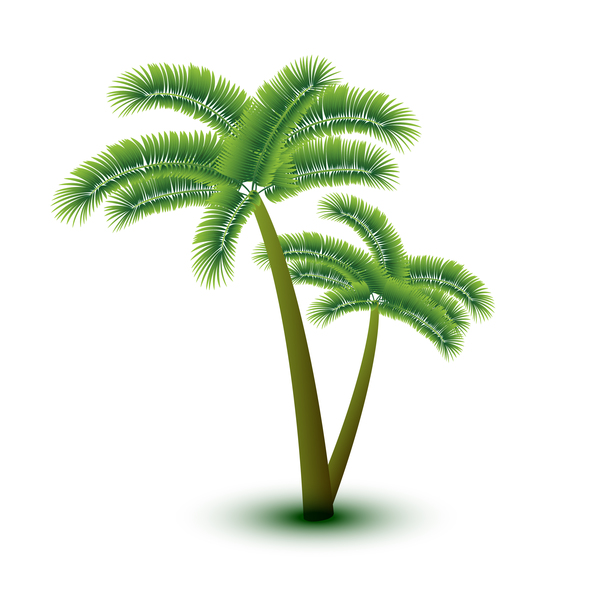 Realistische Palm Tree Abbildung Vektoren 12  