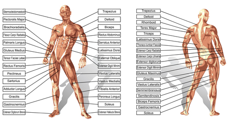 Vector human structure graphic set 02  