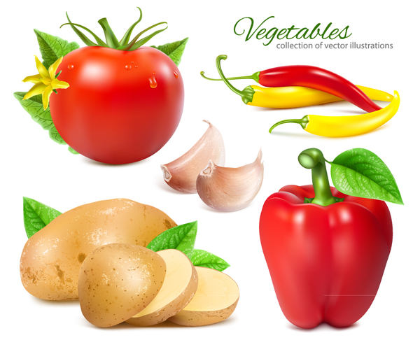 vegetables vector illustration 04  