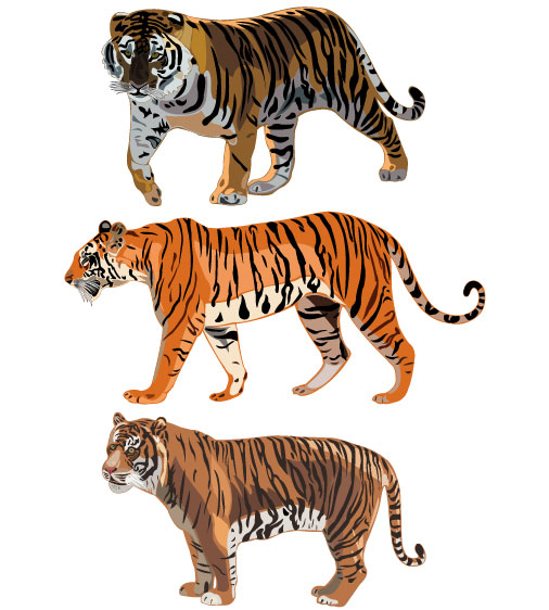 Set of Tiger vector picture art 12  