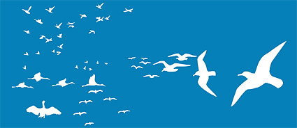 Different Seagull design vector  