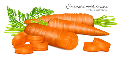 Carrots with leaves vector  