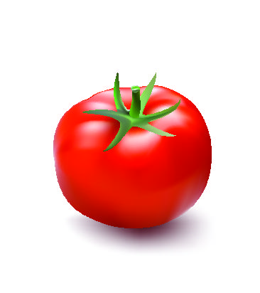 Frische Tomaten Abbildung Design Vektor 02  