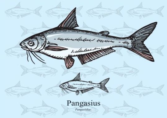 Pangasius fish vector  