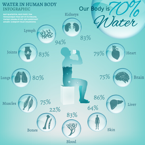 Water in human body infographic vector 03  