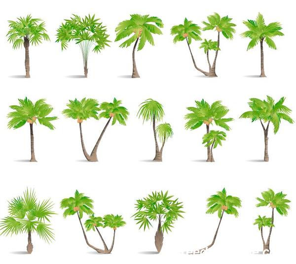 tropical tree illustration vector 03  