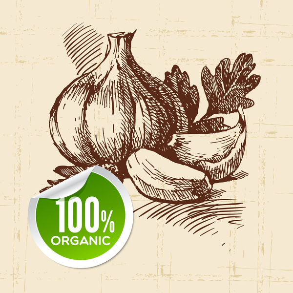 Garlic hand drawn sketch vector 02  