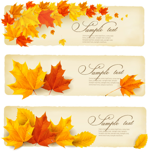 Maple leaves banner autumn vector  