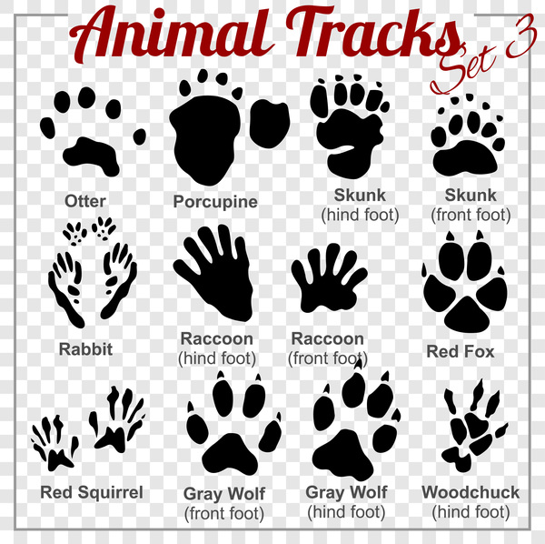 animals tracks vector material 03  