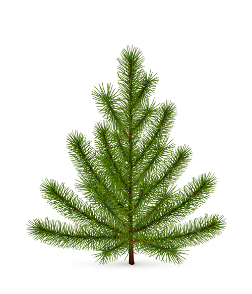 Christmas green fir  