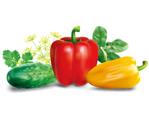 Realistic peppers and cucumbers vector  