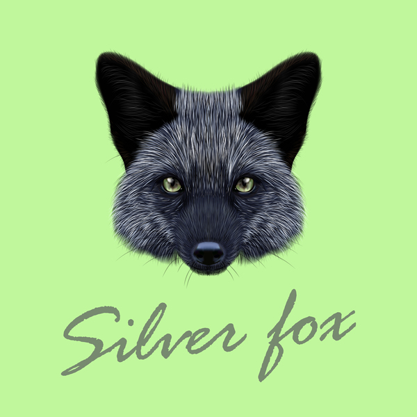 Silver fox head vector illustration 01  