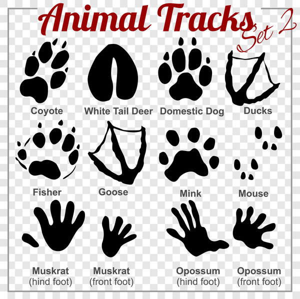 animals tracks vector material 02  