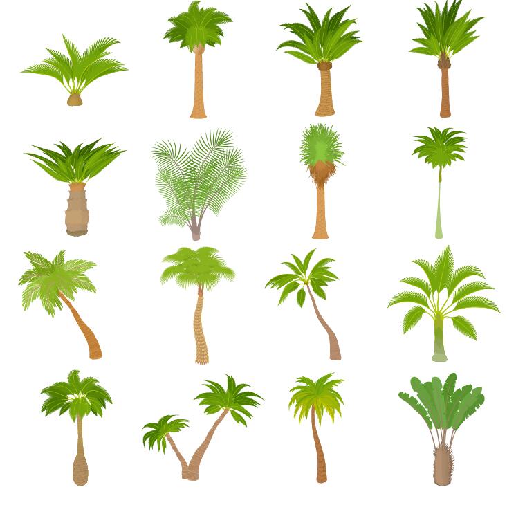 tropical tree illustration vector 02  